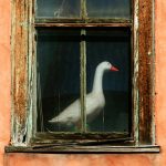 Repair or Replace: What You Can Do with Failing Windows